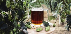یک لیوان آبجو در میان شاخه‌های انبوه رازک